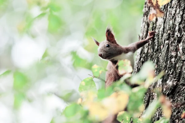 Eichhörnchen — Stockfoto