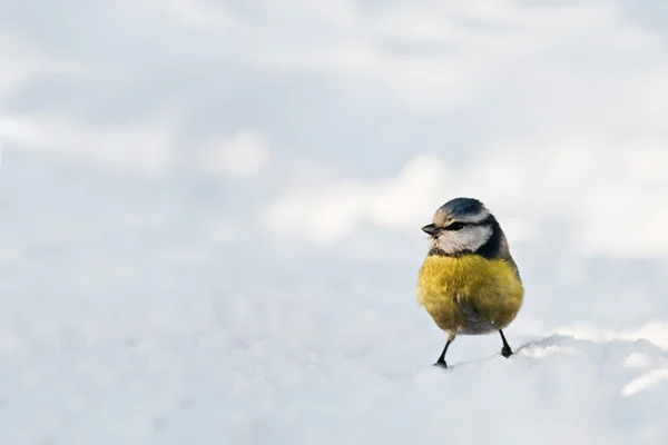 Fumigateur jaune — Photo