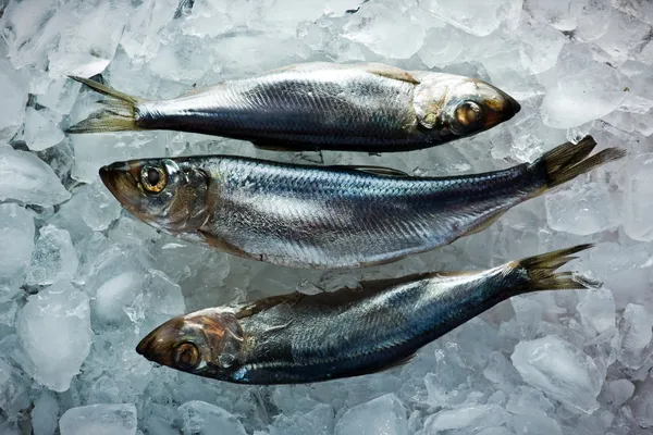 Sill och strömming — Stockfoto