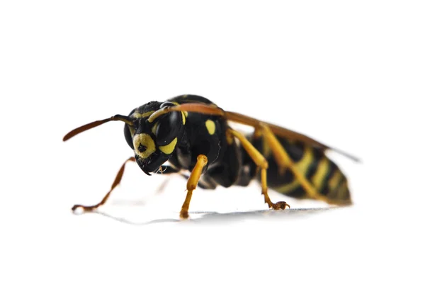 Wasp — Stock Photo, Image