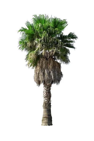 Пальмові — стокове фото