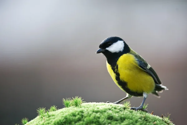 Parus — Stock fotografie