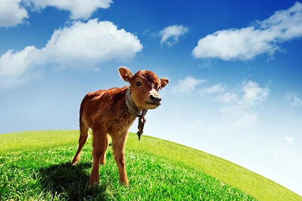 Calf — Stock Photo, Image