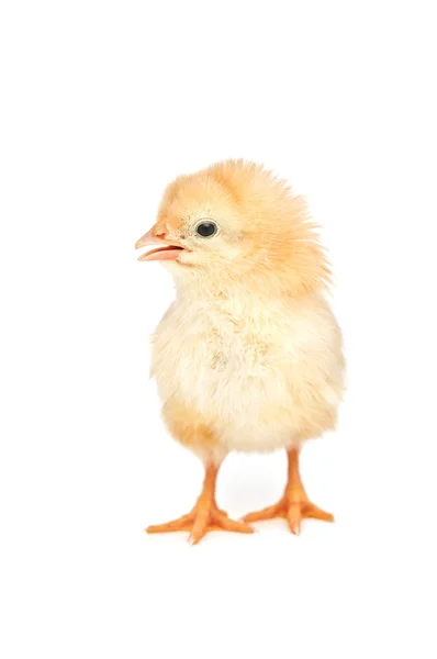 Pollo — Foto de Stock