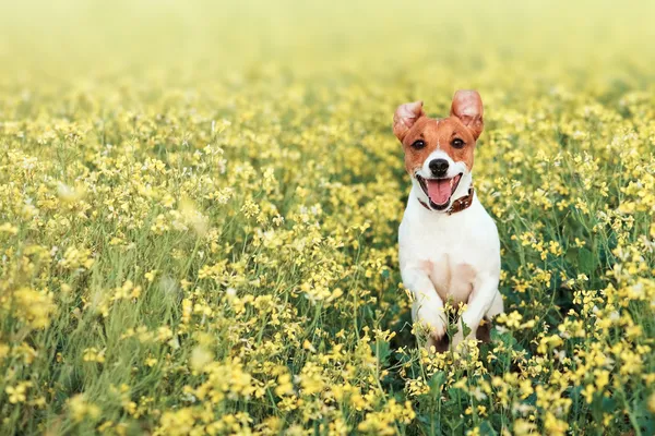 Jack. — Foto de Stock