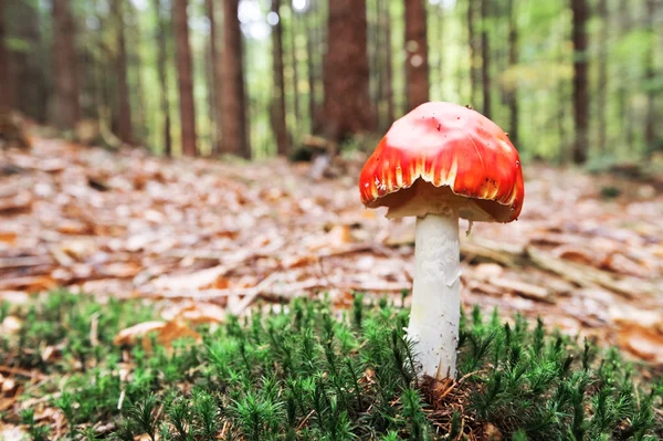 Mushroom — Stock Photo, Image