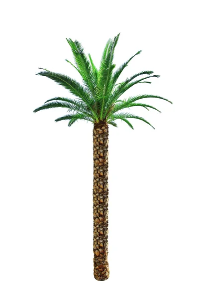 Palm — Stockfoto