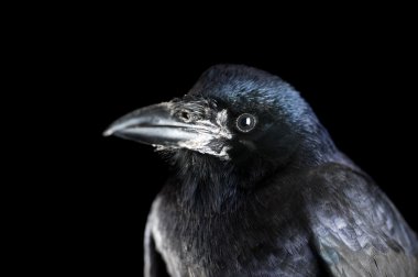 karga