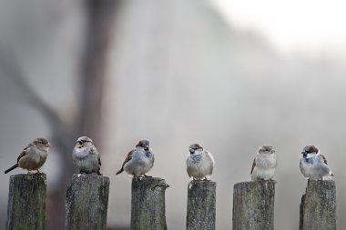 sparrows clipart