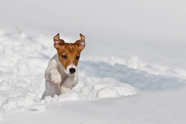 Jack — Stock Photo, Image