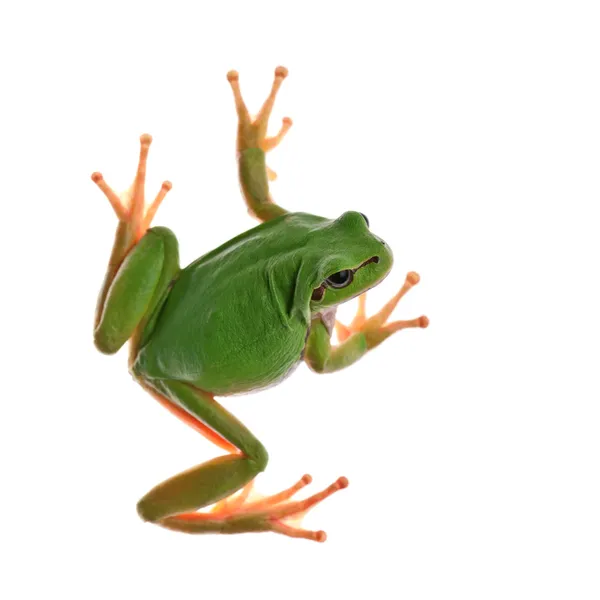 Frogfrog. — Foto de Stock