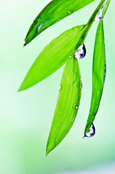 Folha — Fotografia de Stock