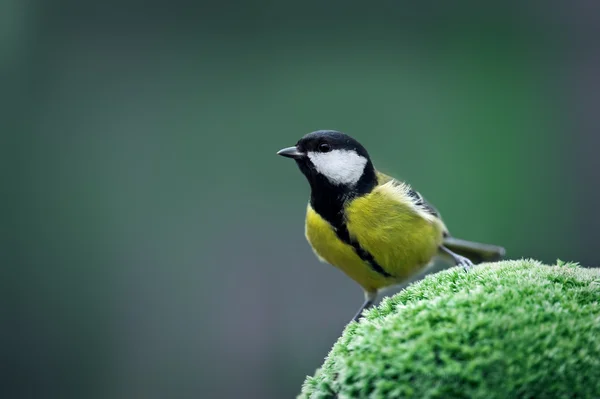 Parus — Stockfoto