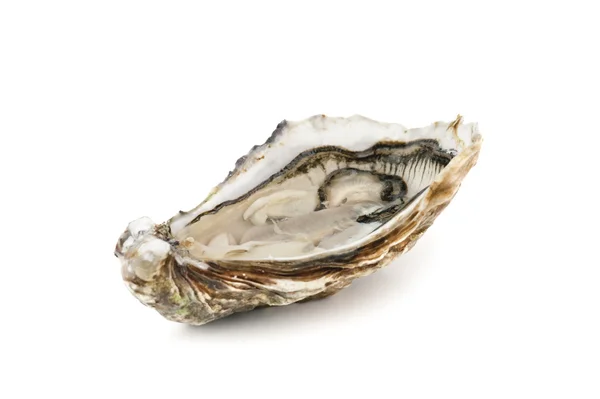 Oyster — стокове фото