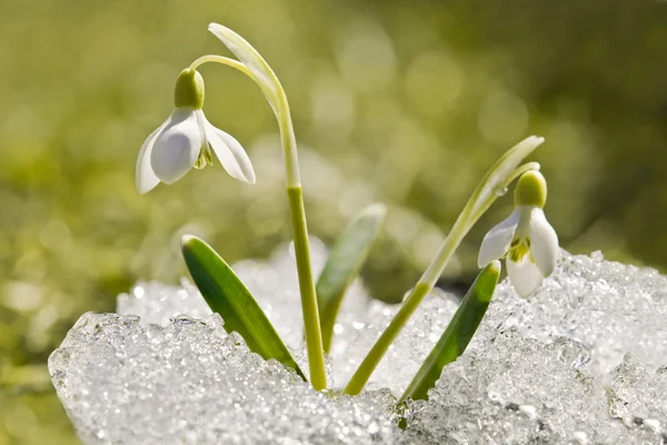 Snöfall — Stockfoto