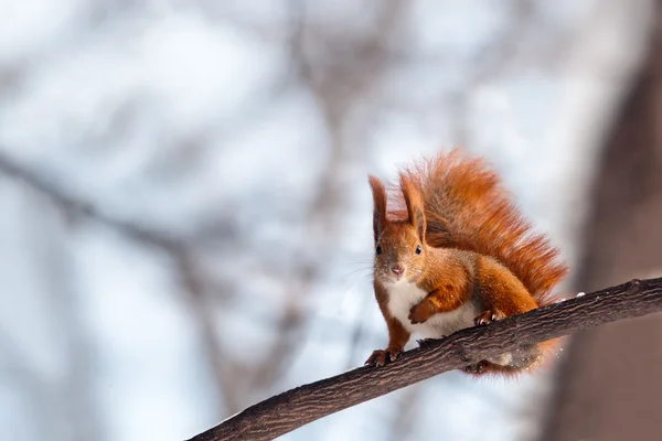 Squirrel — Stock Photo, Image