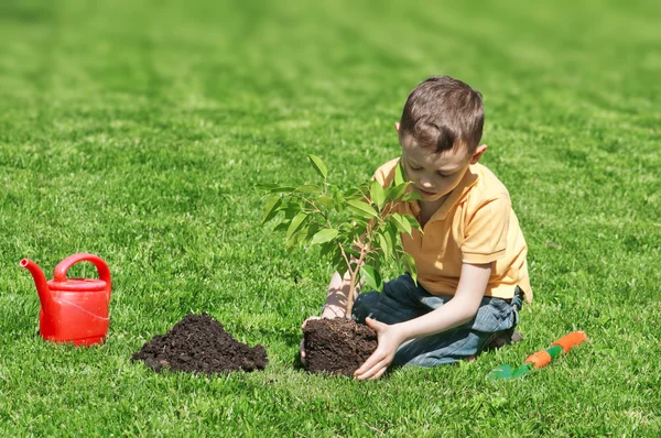 Tree — Stock Photo, Image