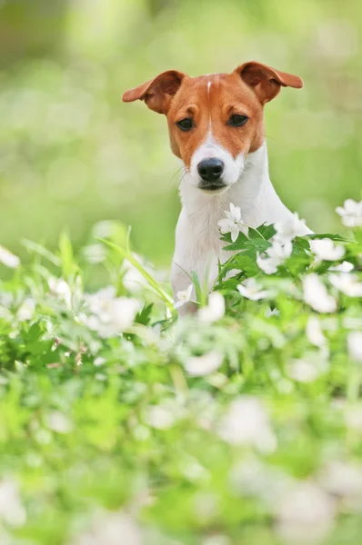 Wagenheber — Stockfoto