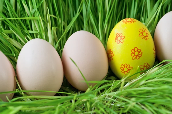 Eggs — Stock Photo, Image