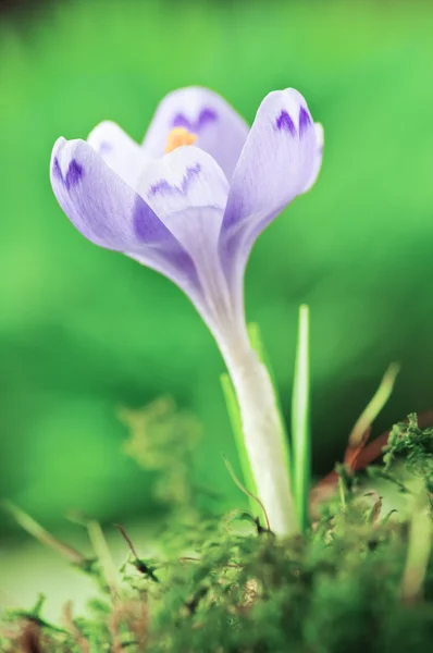 Krokus — Stockfoto