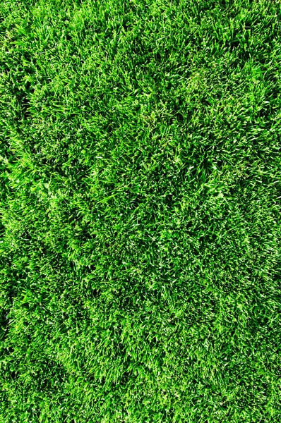 Grass — Stock Photo, Image