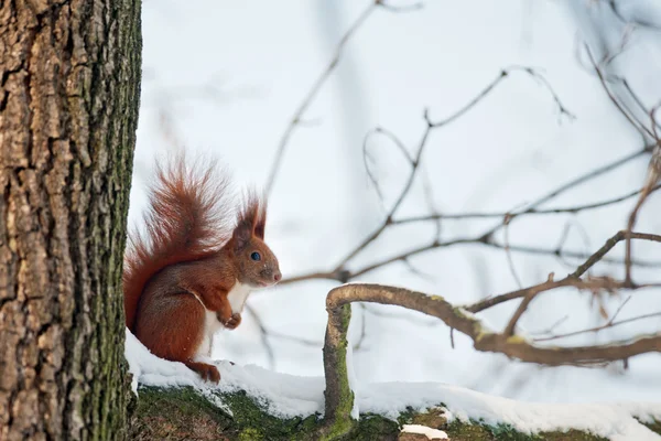 Squirrel — Stock Photo, Image