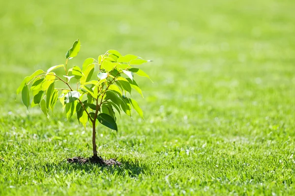 Jardinería — Foto de Stock