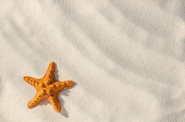 Estrella de mar — Foto de Stock