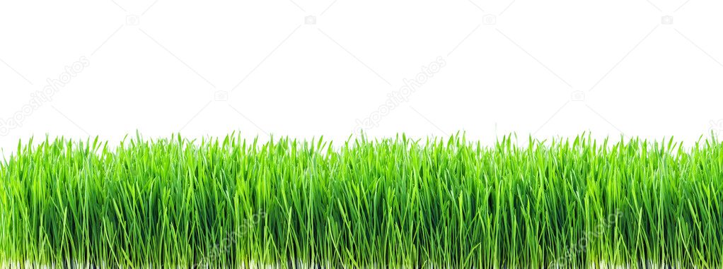 grass