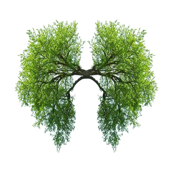 Lungs — Stock Photo, Image