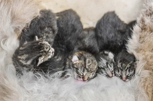 Gatito — Foto de Stock