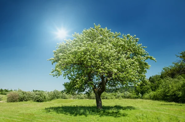 Träd — Stockfoto