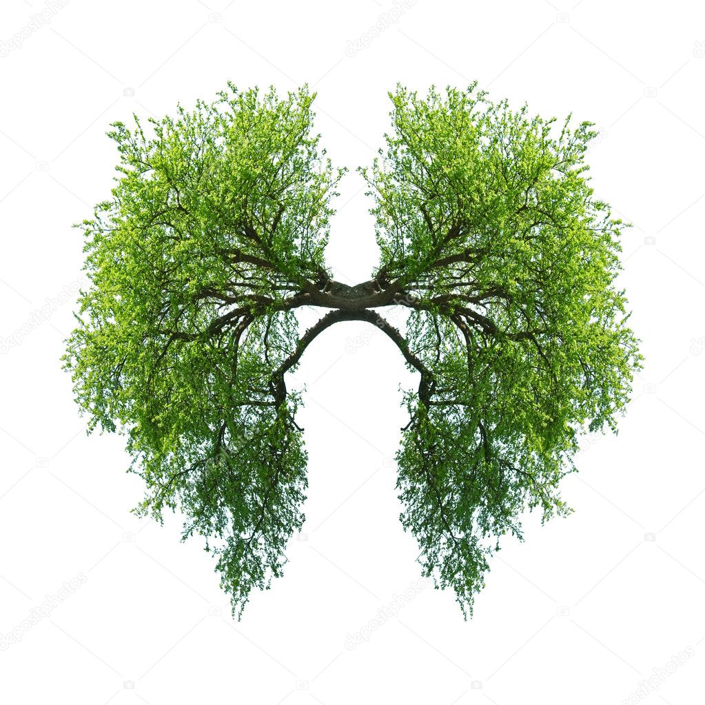 lungs