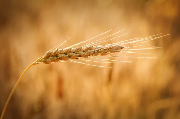 Frumento — Foto Stock