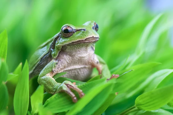 Treefrog — Stockfoto