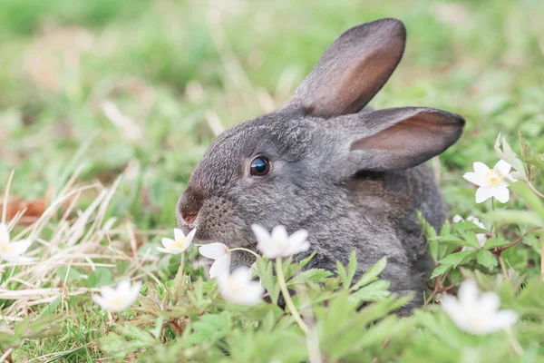 Conejo — Foto de Stock