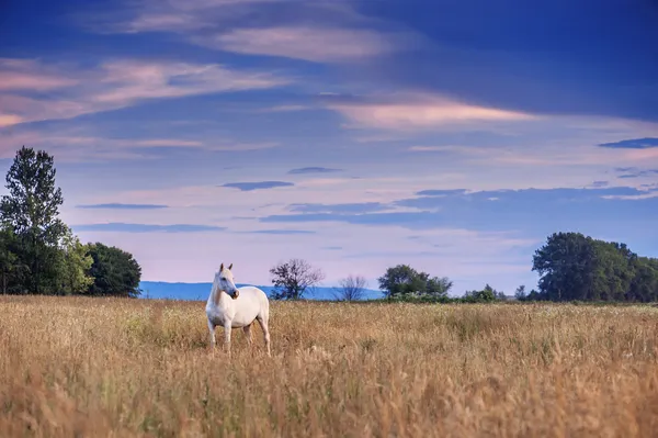 Horse — Stock Photo, Image