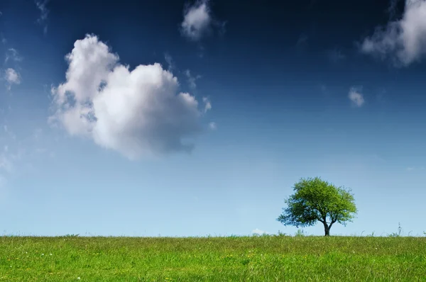 Árbol — Foto de Stock