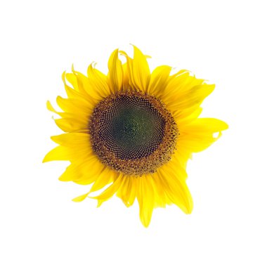 Ayçiçeği