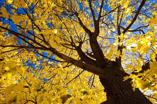 Árbol — Foto de Stock