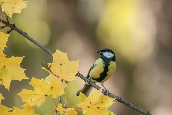 Parus — Stock Photo, Image