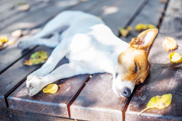 Jack här. — Stockfoto