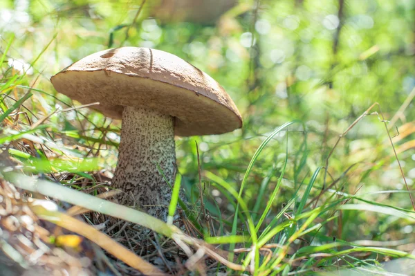 Mushroom — Stock Photo, Image