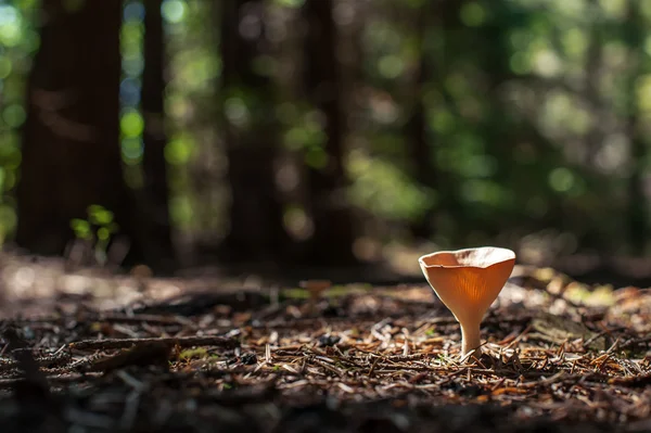 Mushroom — Stock Photo, Image