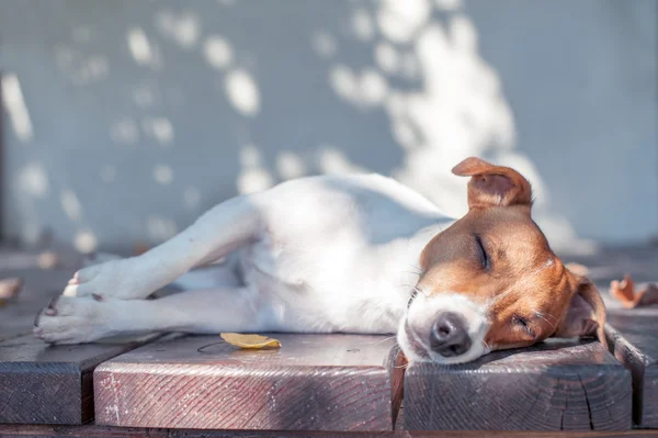 Jack här. — Stockfoto