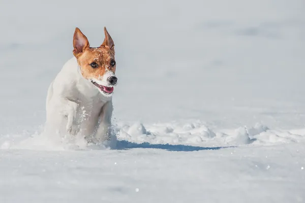 Jack — Stock Photo, Image