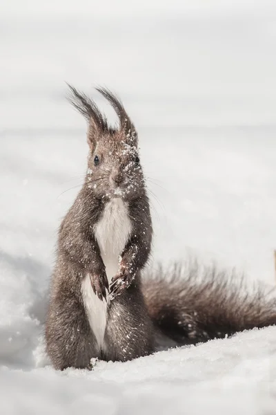 Eichhörnchen — Stockfoto