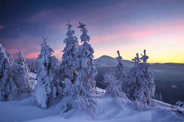 Bomen — Stockfoto