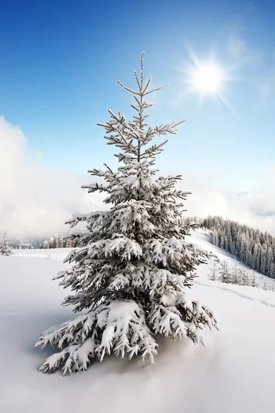 Träd — Stockfoto