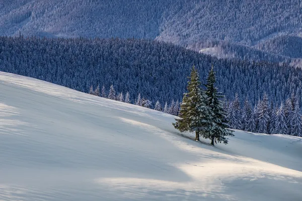 Alberi — Foto Stock